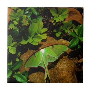 Giant Green Luna moth Tile