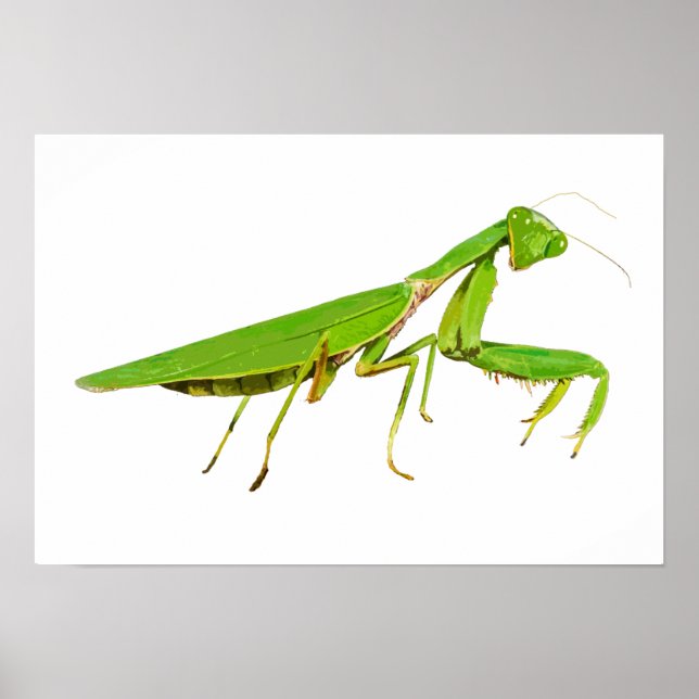 Giant Green Praying Mantis Poster (Front)