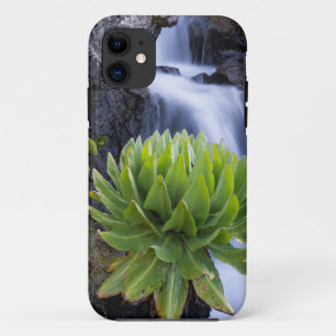 Giant Groundsel Or Dendrosenecio 2 iPhone 11 Case