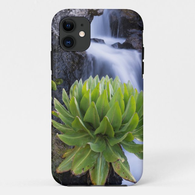 Giant Groundsel Or Dendrosenecio 2 Case-Mate iPhone Case (Back)