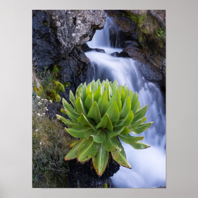 Giant Groundsel Or Dendrosenecio 2 Poster (Front)