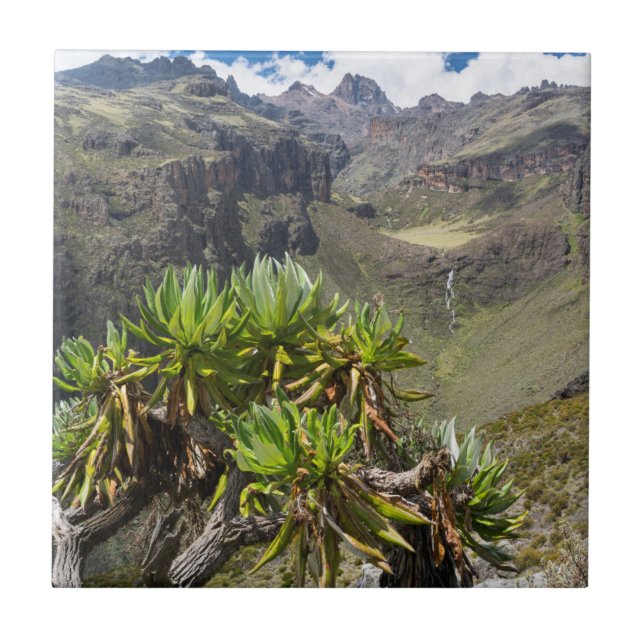 Giant Groundsel Or Dendrosenecio Tile (Front)