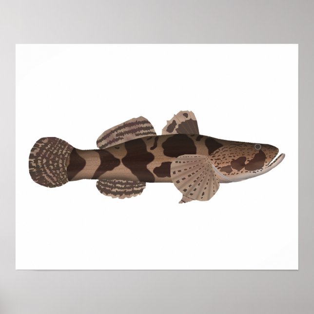 Giant Gudgeon Poster (Front)
