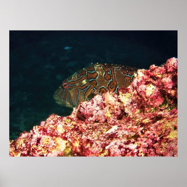 Giant Hawkfish-Galapagos Poster (Front)
