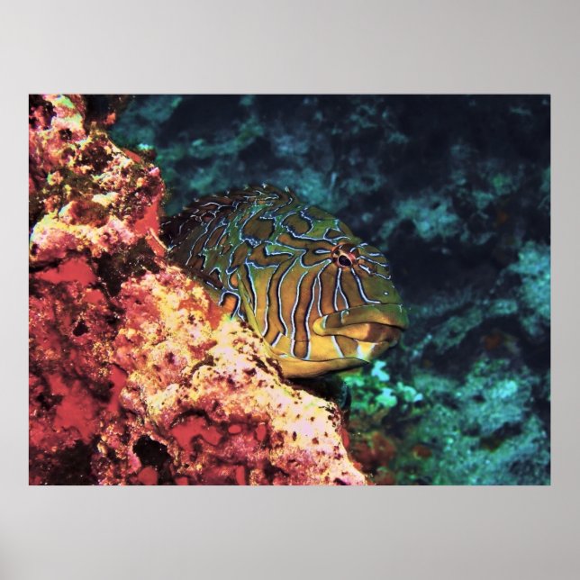Giant Hawkfish of Galapagos Poster (Front)
