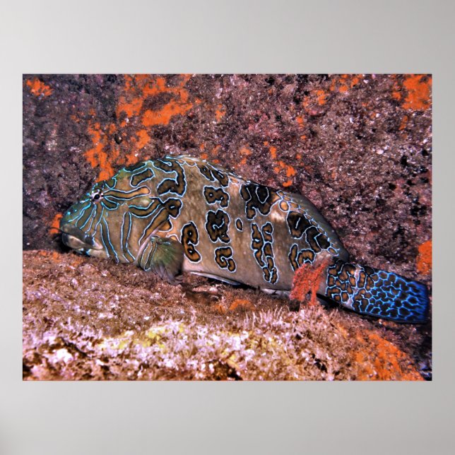 Giant Hawkfish Poster (Front)