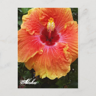 Giant Hibiscus Aloha postcard