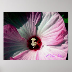Giant Hibiscus Poster