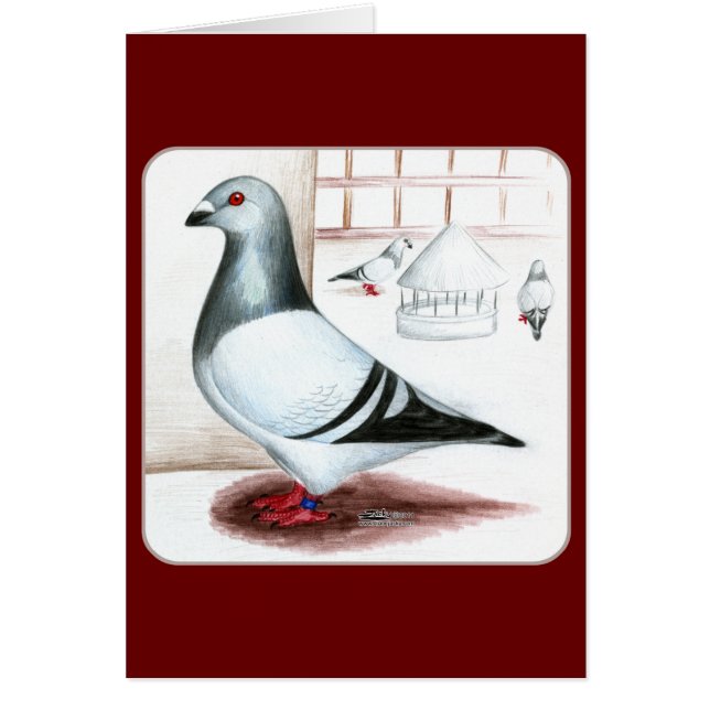 Giant Homer Pigeon 1973 (Front)