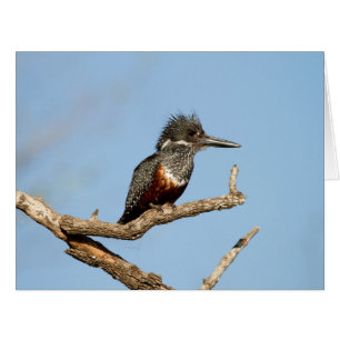Giant Kingfisher
