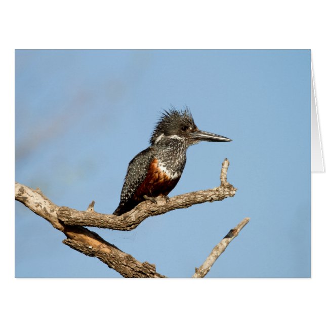 Giant Kingfisher (Front Horizontal)
