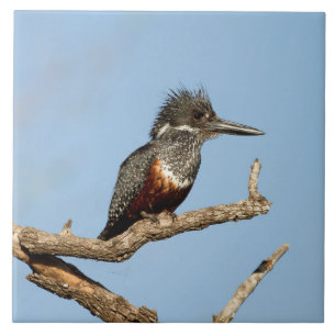 Giant Kingfisher Ceramic Tile