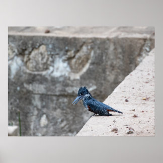 Giant Kingfisher on the Edge Poster
