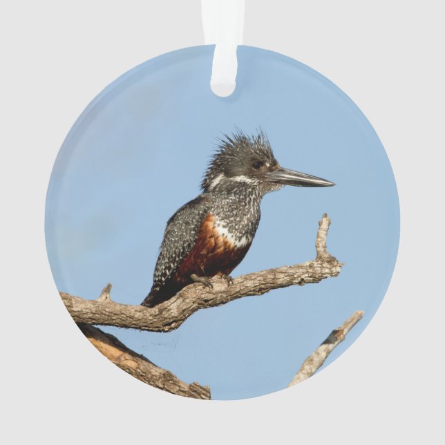 Giant Kingfisher Ornament (Back)