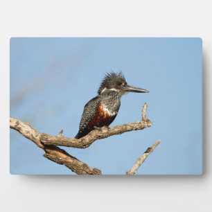 Giant Kingfisher Plaque