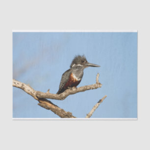 Giant Kingfisher Tissue Paper