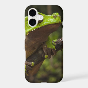 Giant leaf frog Phyllomedusa bicolor)