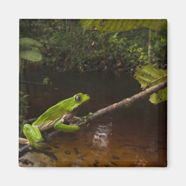 Giant leaf frog Phyllomedusa bicolor) 2 Magnet (Front)
