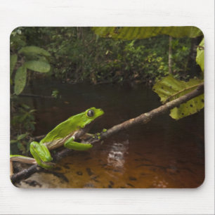 Giant leaf frog Phyllomedusa bicolor) 2 Mouse Pad