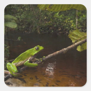 Giant leaf frog Phyllomedusa bicolor) 2 Square Sticker