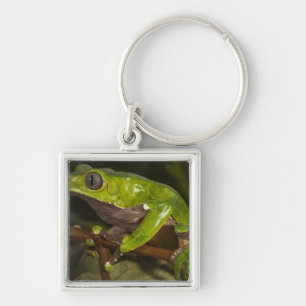 Giant leaf frog Phyllomedusa bicolor) 3 Key Ring