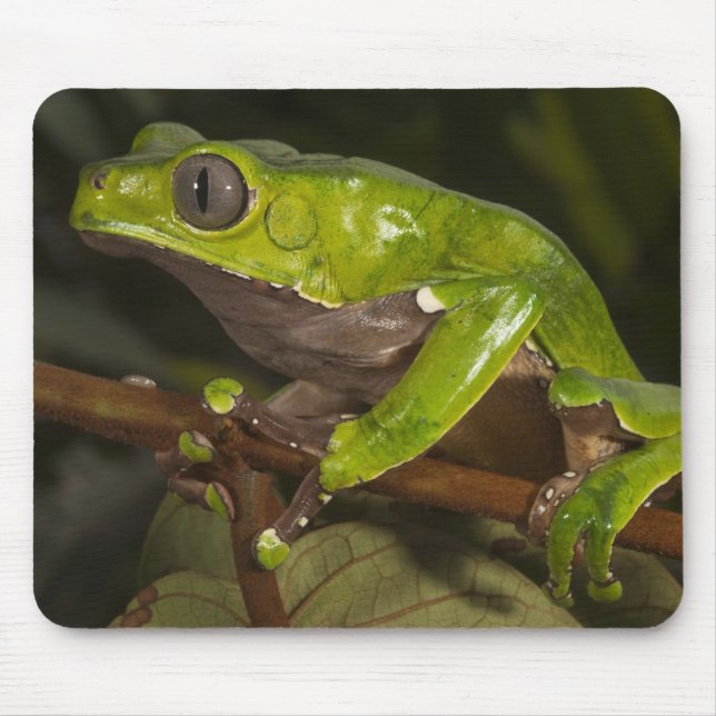 Giant leaf frog Phyllomedusa bicolor) 3 Mouse Pad (Front)