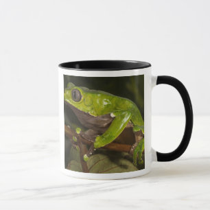Giant leaf frog Phyllomedusa bicolor) 3 Mug