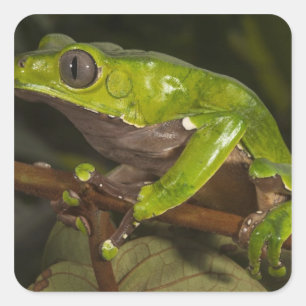 Giant leaf frog Phyllomedusa bicolor) 3 Square Sticker