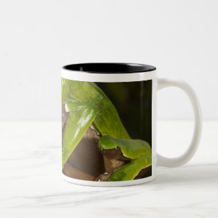 Giant leaf frog Phyllomedusa bicolor) 3 Two-Tone Coffee Mug