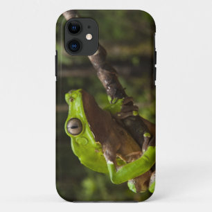 Giant leaf frog Phyllomedusa bicolor) iPhone 11 Case