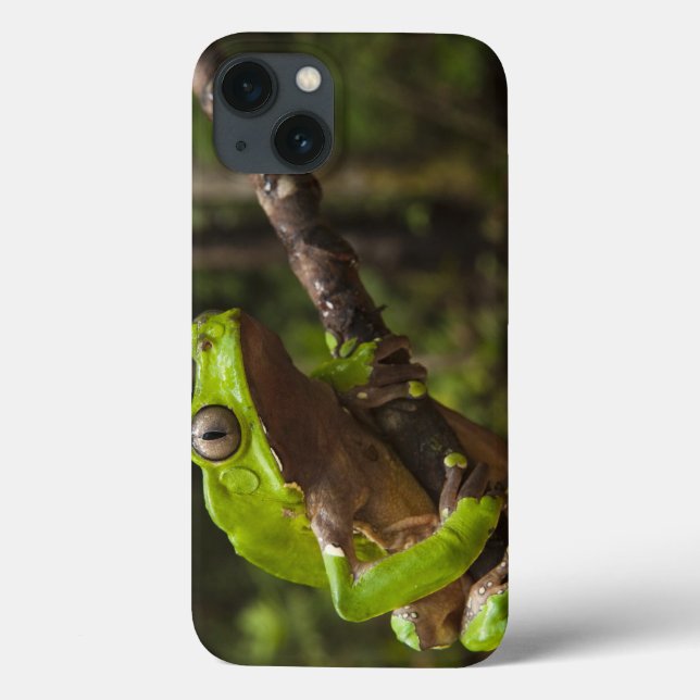 Giant leaf frog Phyllomedusa bicolor) Case-Mate iPhone Case (Back)