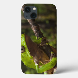 Giant leaf frog Phyllomedusa bicolor) iPhone 13 Case