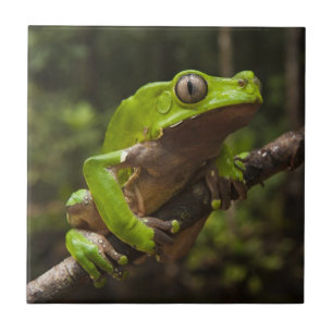 Giant leaf frog Phyllomedusa bicolor) Ceramic Tile