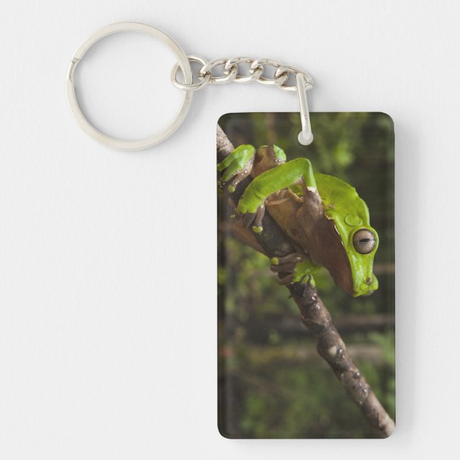 Giant leaf frog Phyllomedusa bicolor) Key Ring (Front)