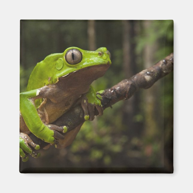 Giant leaf frog Phyllomedusa bicolor) Magnet (Front)