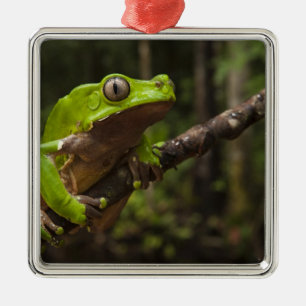Giant leaf frog Phyllomedusa bicolor) Metal Ornament