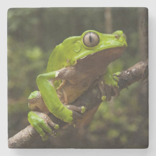 Giant leaf frog Phyllomedusa bicolor) Stone Coaster
