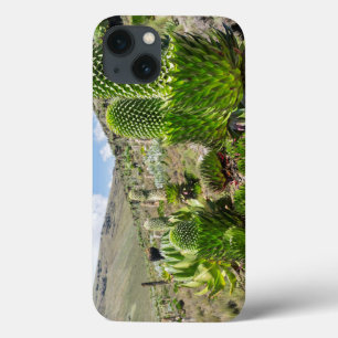 Giant Lobelia (Lobelia Deckenii) In Mount Kenya iPhone 13 Case