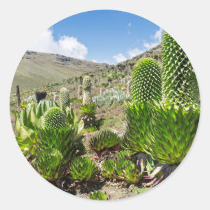 Giant Lobelia (Lobelia Deckenii) In Mount Kenya Classic Round Sticker
