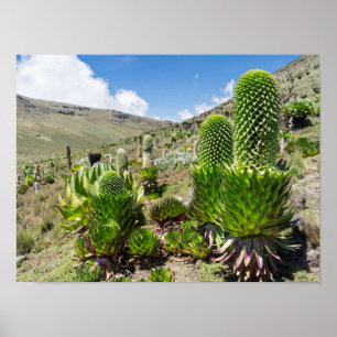 Giant Lobelia (Lobelia Deckenii) In Mount Kenya Poster