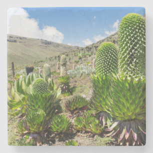 Giant Lobelia (Lobelia Deckenii) In Mount Kenya Stone Coaster