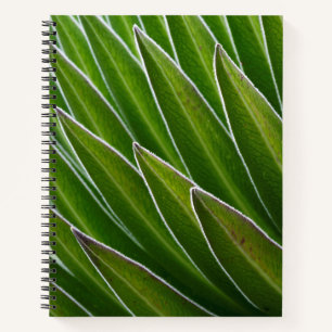 Giant Lobelia (Lobelia telekii)   Kenya, Africa Notebook