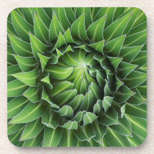 Giant Lobelia Mount Kenya National Park, Kenya Coaster