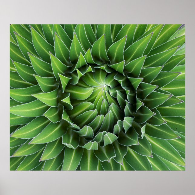 Giant Lobelia | Mount Kenya National Park, Kenya Poster (Front)