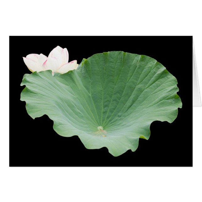 Giant Lotus Leaf with Bloom (Front Horizontal)
