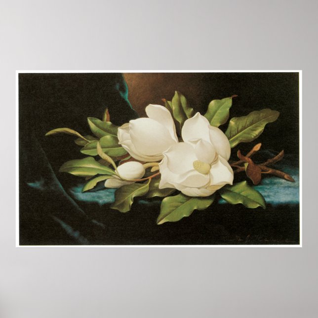 Giant Magnolias on a Blue velvet cloth, c.1890 Poster (Front)