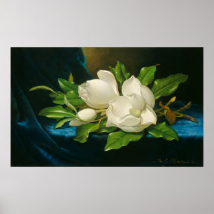 Giant Magnolias on a Blue Velvet Cloth Poster