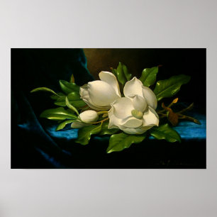 Giant Magnolias on a Blue Velvet Cloth Poster