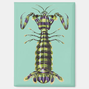Giant Mantis Shrimp Marine Masterpiece Seafood Magnet