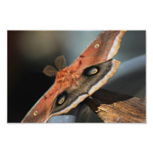 Giant Moth - Antheraea Polyphemus Photo Print